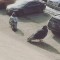 Pic of two plump pigeons perched on the ledge but ended up getting a picture of two massive pigeons looking for their car